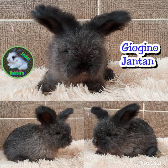 TERMURAH Kelinci hias English Anggora EA By Ervisa Rabbit