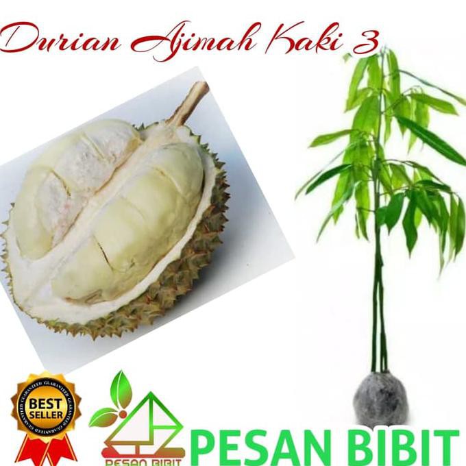 Grosir Bibit Durian Ajimah Kaki 3 Super U*