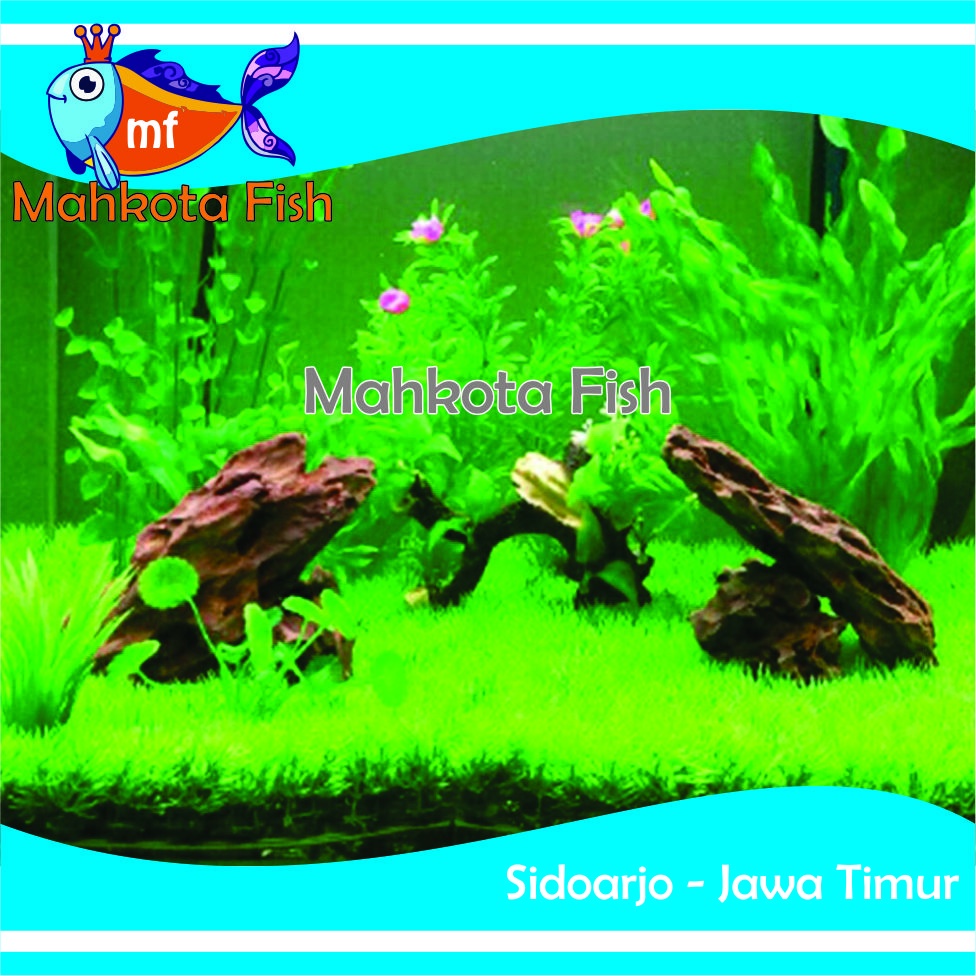 Rumput Aquarium Sintesis (Cocok Untuk AQUARIUM KECIL) | Mainan Rumput Aquascape | Tanaman Hias Aquarium