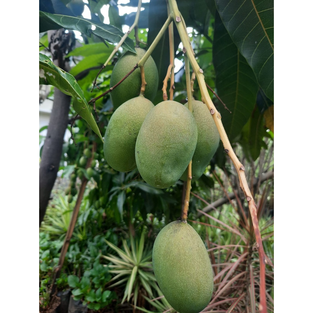 Bibit Mangga Manalagi/Tanaman Mangga Manalagi Okulasi(Jaminan Original)