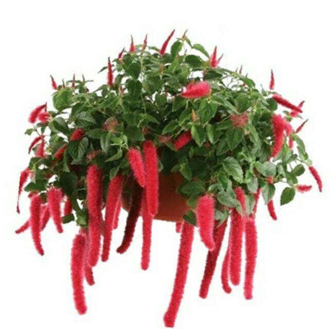 Bibit Bunga Acalypha Gantung