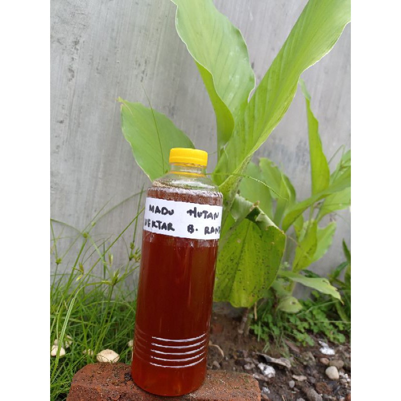 

MADU HUTAN MADU MURNI NEKTAR BUNGA KOPI