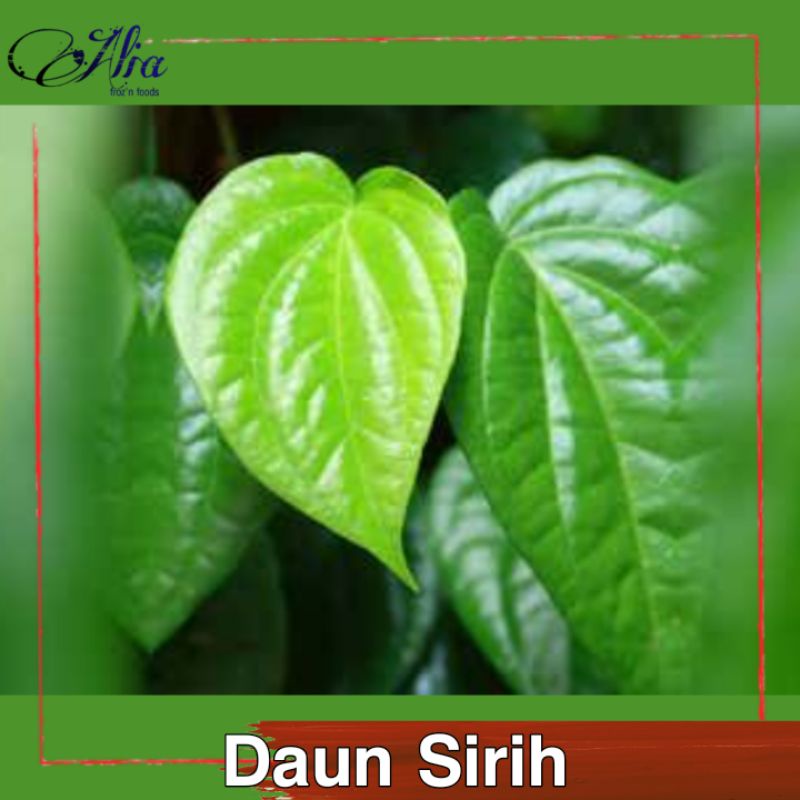 

Daun Sirih | Daun Sirih Segar | Daun Sirih Hijau | Daun Sirih Organik