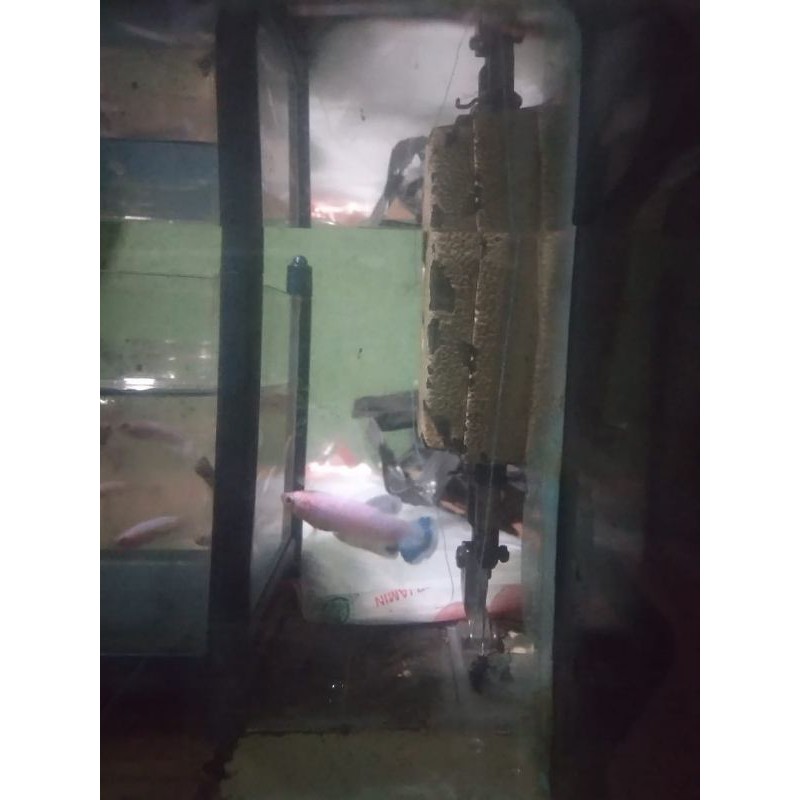 Anakan cupang Blue Rim/Burayak Blue Rim