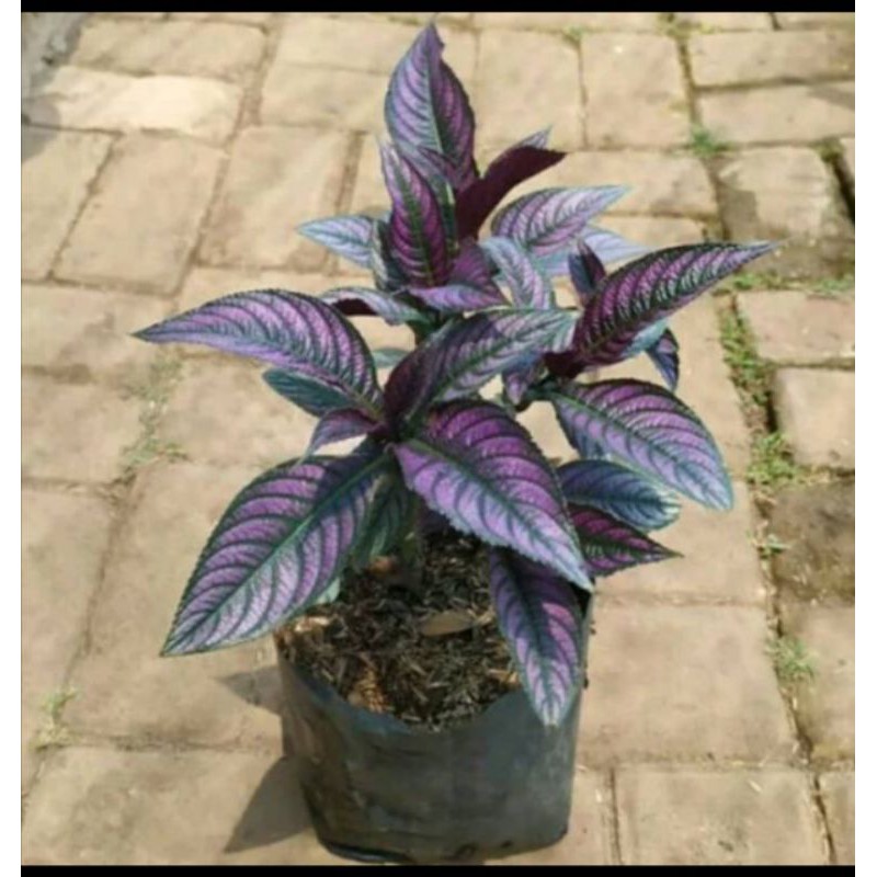 Tanaman hias keji beling ungu