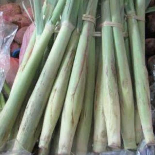

Terubuk/ Turubuk/ Telor Tebu/ 10 batang