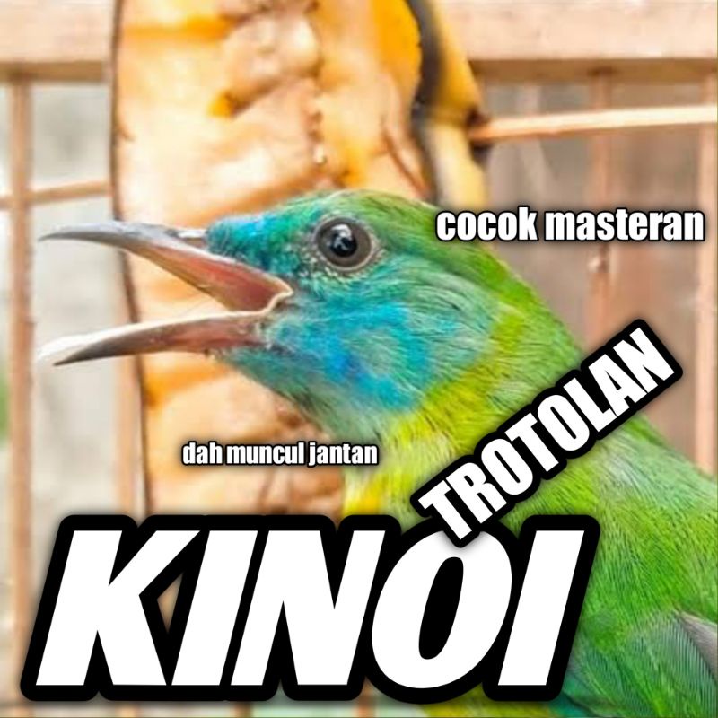 Burung Cucak Kinoi Trotolan Jantan Bunyi Ngriwik 100% Jadi Jantan Cak Kinoy