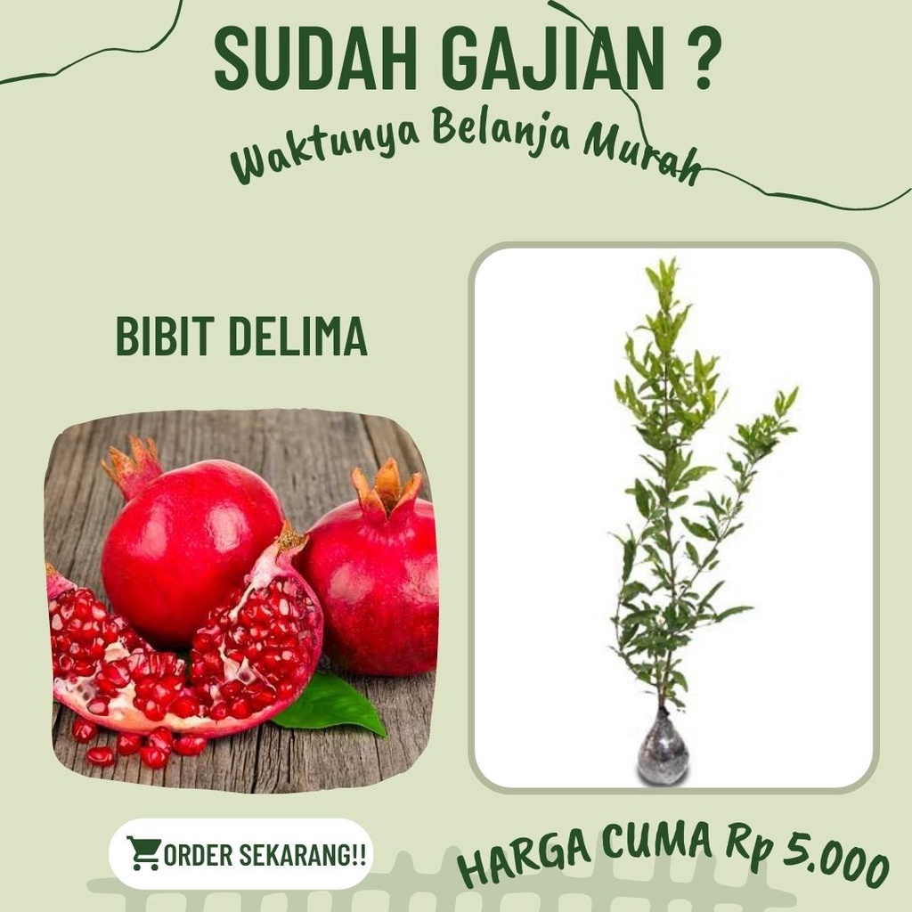 HARGA TERMURAH JUAL BIBIT DELIMA ASLI - TANAMAN BIBIT BUAH - DELIMA MERAH - DELIMA KUNING - DELIMA H