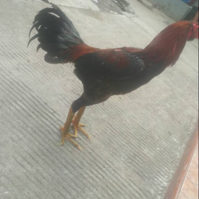 

Ayam bangkok cilacap win 1x aman dan terpercaya 8 bulan siap kirim ke seluruh indonesia