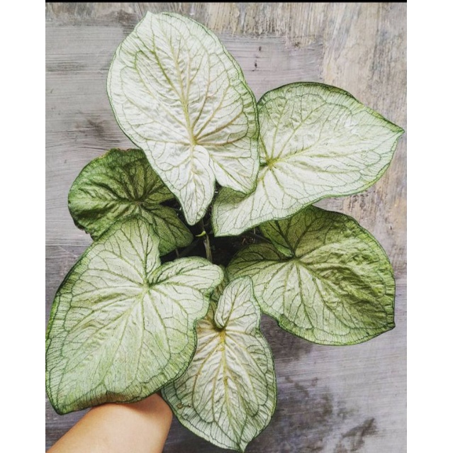 caladium white jaguar daun ganda /white jaguar double leaf/quenn of jaguar white