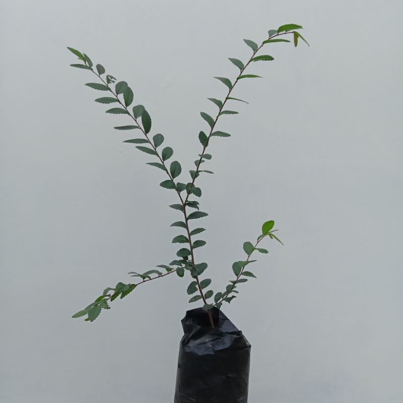 bahan bonsai ulmus micro