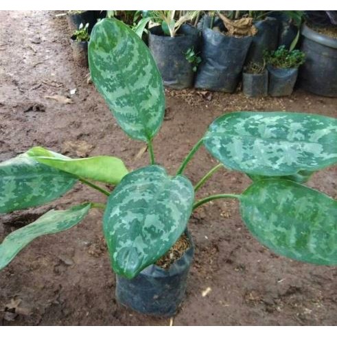 Tanaman Pot Blanceng Sri Rejeki Silver Tanaman Hias Aglonema Sri Rejeki