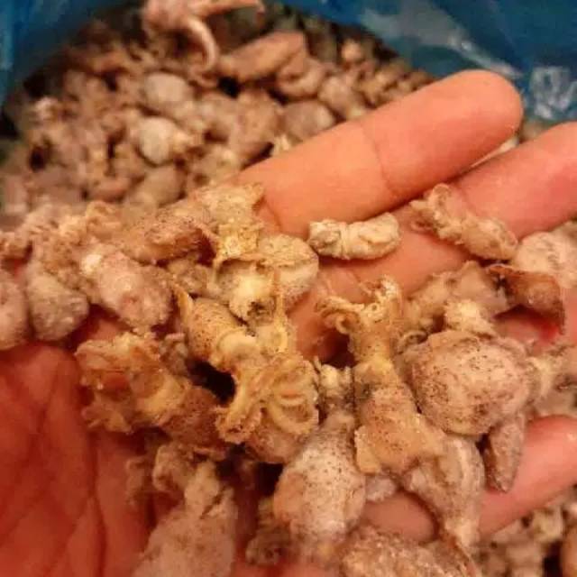 

Baby cumi telor asin size 0.5-3 cm