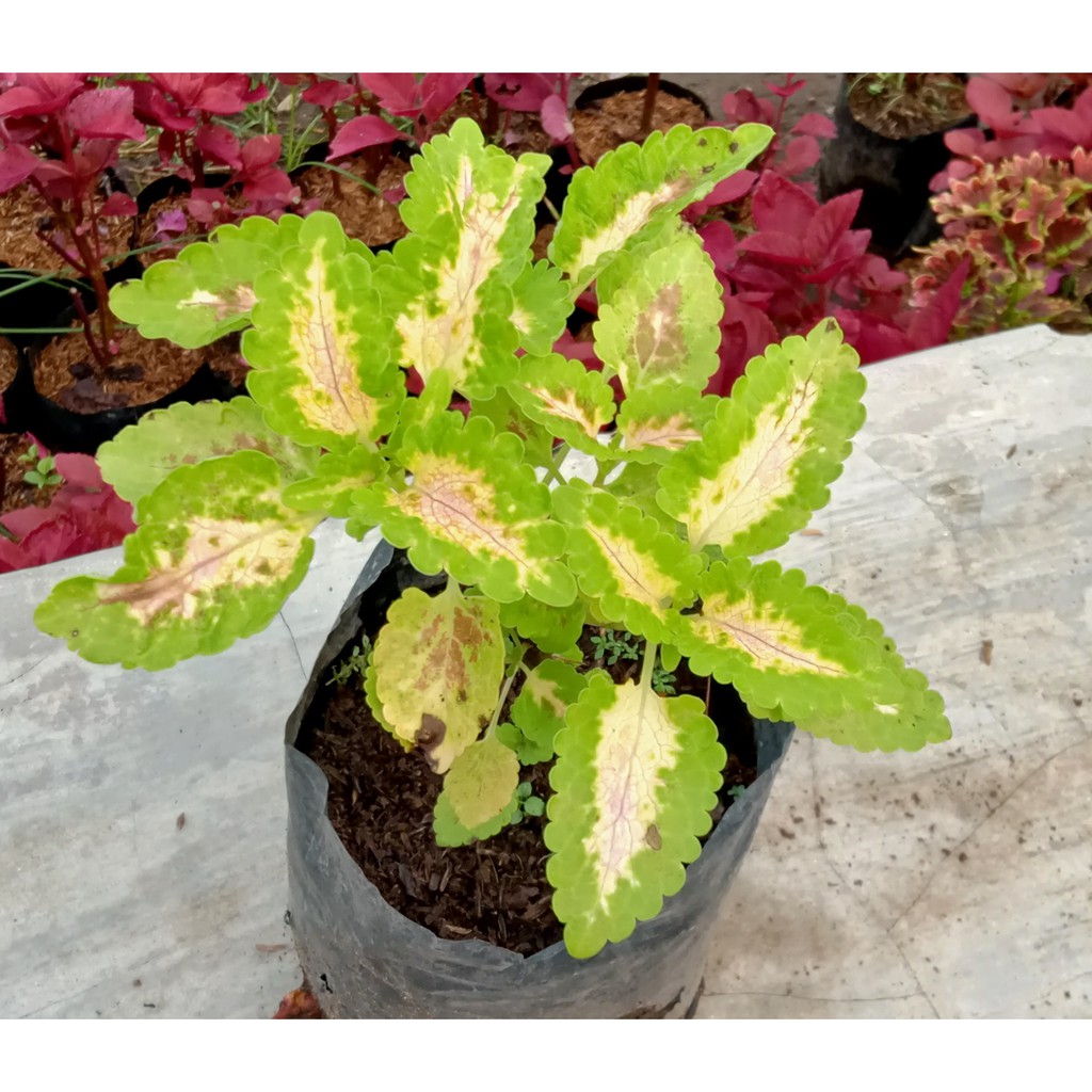 Miana Hiijau Garis Putih