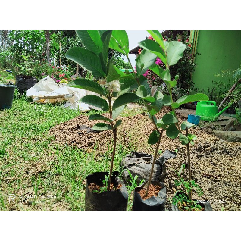 

jambu kristal dan sirsak madu