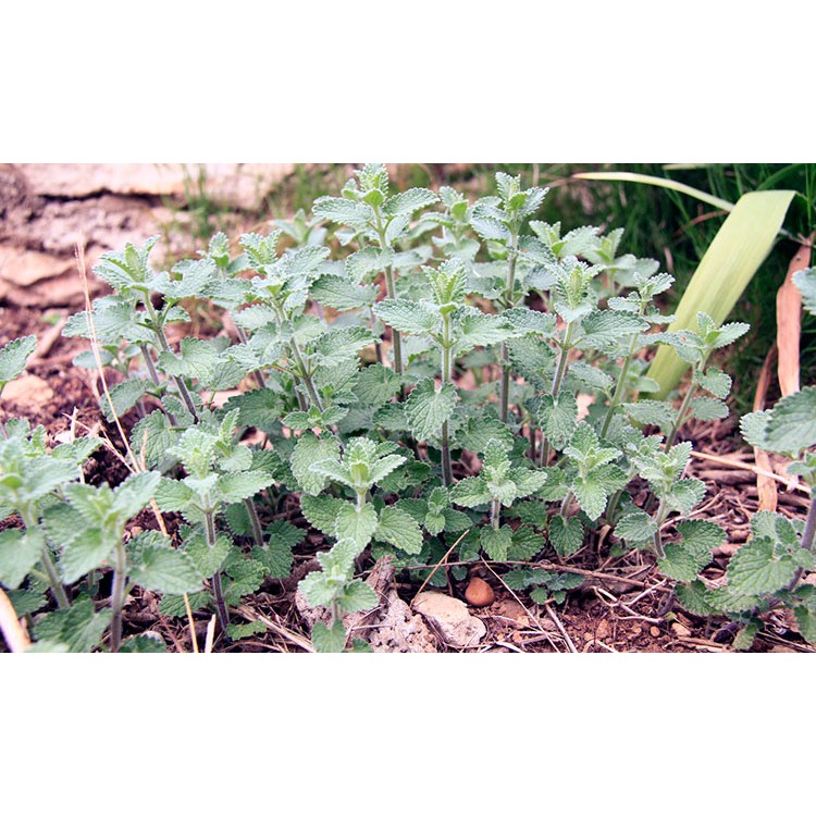 Benih-Bibit Herbs Catnip Common (Haira Seed)