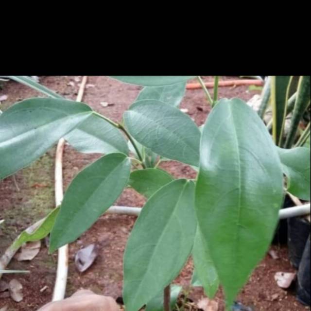 Tanaman pohon cincau Hijau / Bibit Cincau Hijau