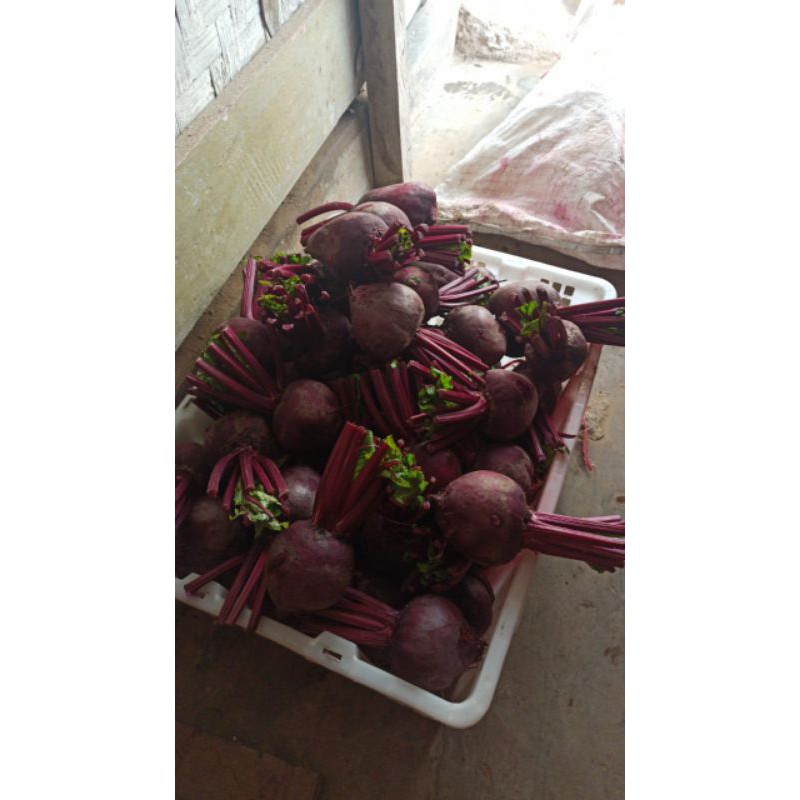 

buah bet organik 1 kg