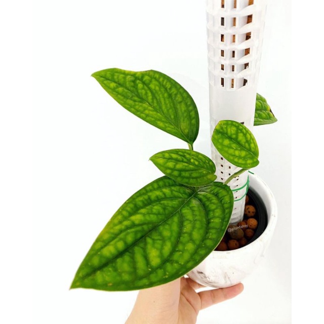 Tanaman bunga Sirih badak / scindapsus badak