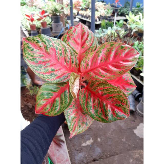 Alonema wulandari Tanamam hias Aglaonema wulandari Tanaman