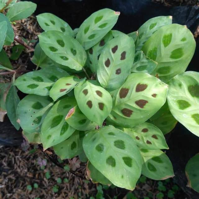 Calathea Kelinci (hidup berakar)