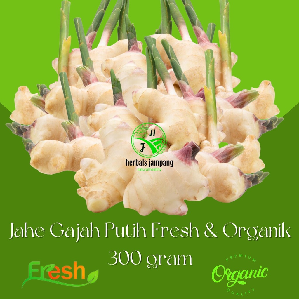 

Jahe Gajah Putih Fresh dan Organik Kemasan 300 Gram