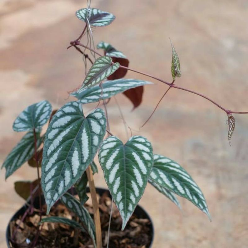 Tanaman Hias rambat sirih keraton tanaman herbal sirih keraton tanaman sirih