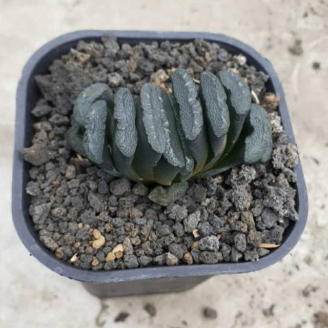 Haworthia truncata