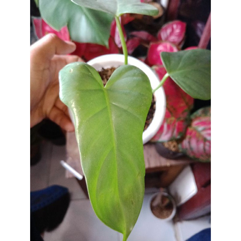 philodendron violin golden