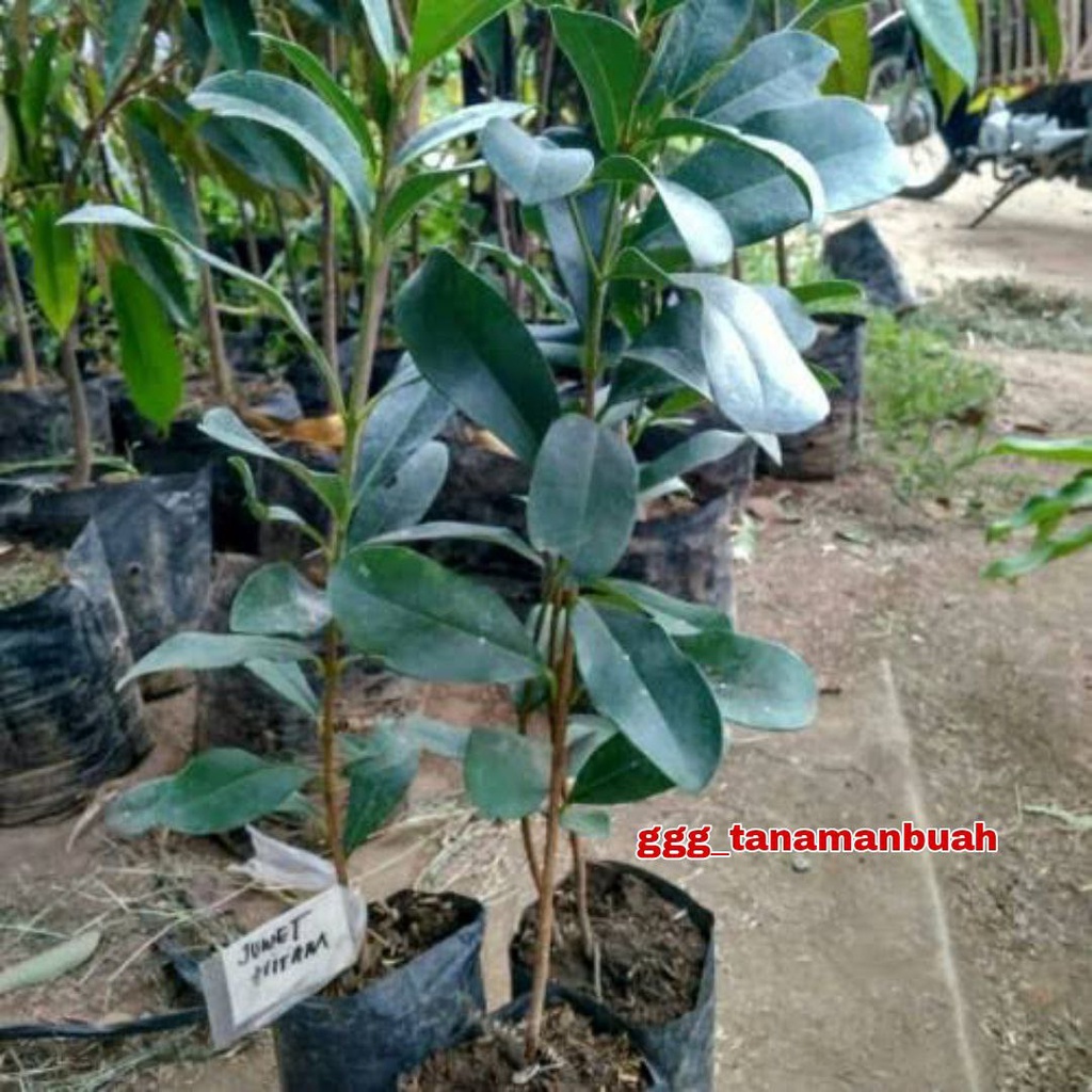 Bibit Juwet Hitam Jumbo Super Cepat Berbuah