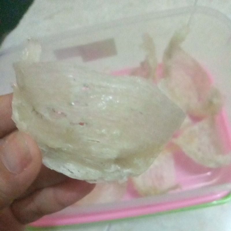 sarang burung walet bentuk mangkok bersih 70%