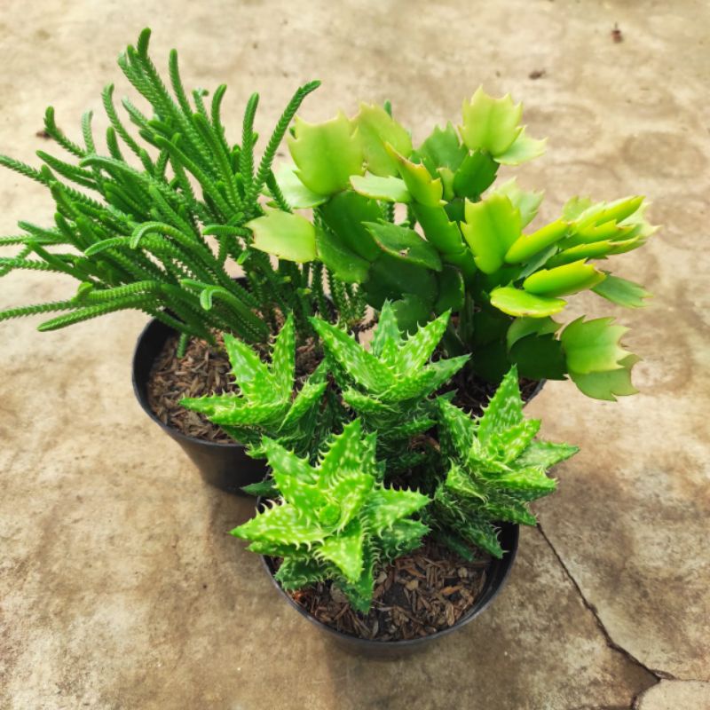tanaman hias sukulen rimbun 3pot