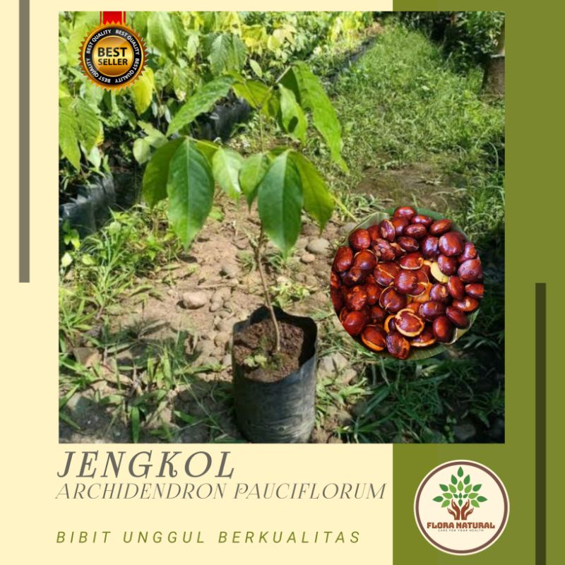 Bibit pohon jengkol tanaman pohon jengkol lalapan