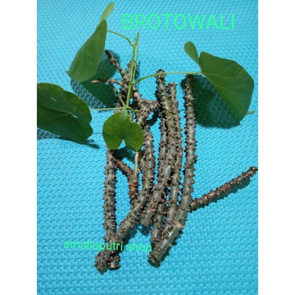 

[ BAYAR DITEMPAT ] BROTOWALI / BUTROWALI SEGAR JAMU HERBAL 1Kg