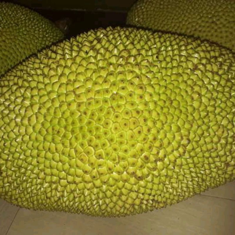 buah nangka matang 1 buah berat