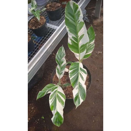 BONGGOL PISANG VARIGATA RAJA NEMPEL Bonggol/Tunas