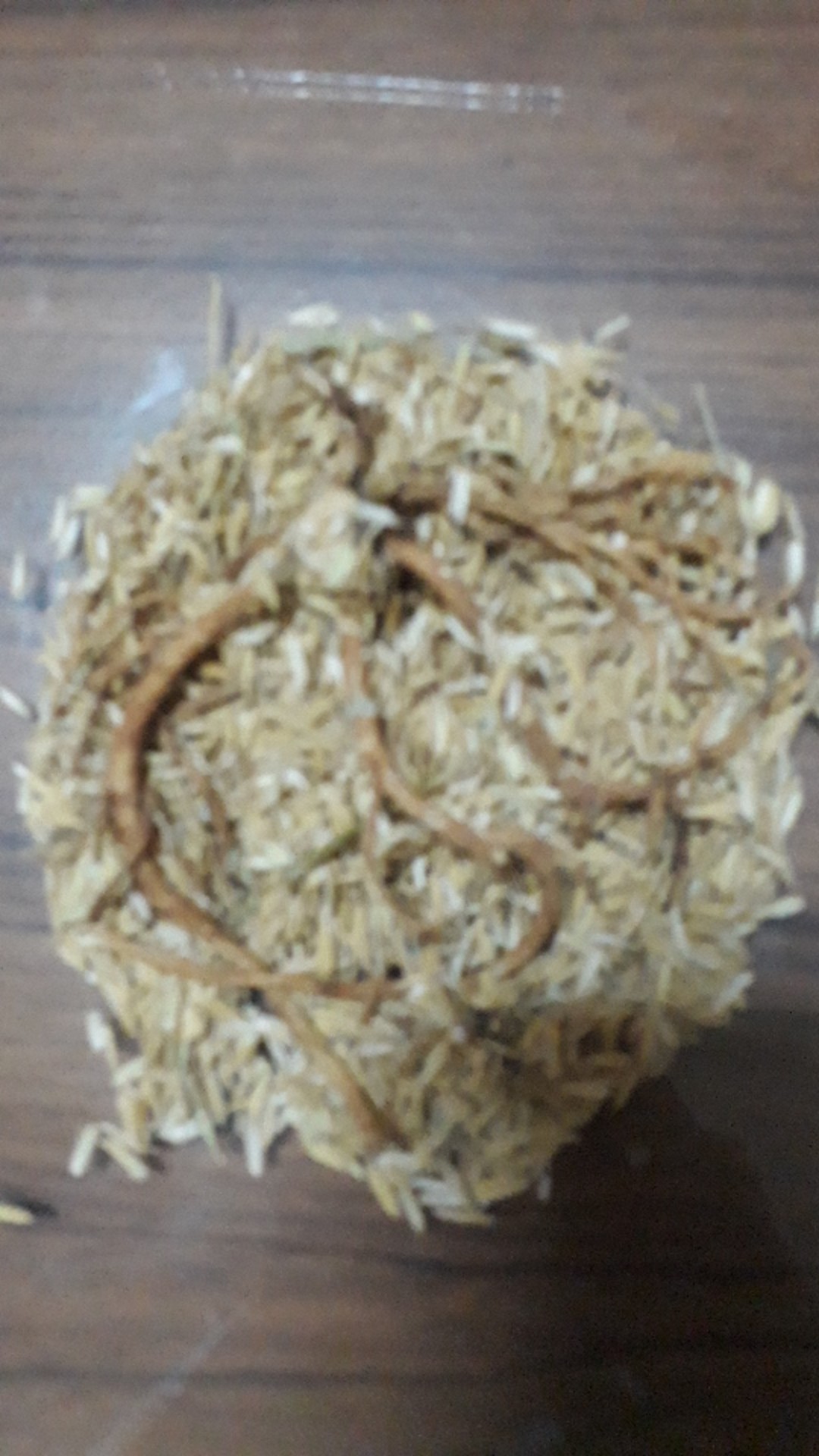 Ready Bonggol Aglonema Red Khocin