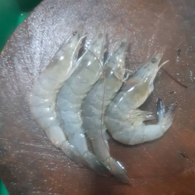 

Udang segar berbagai ukuran