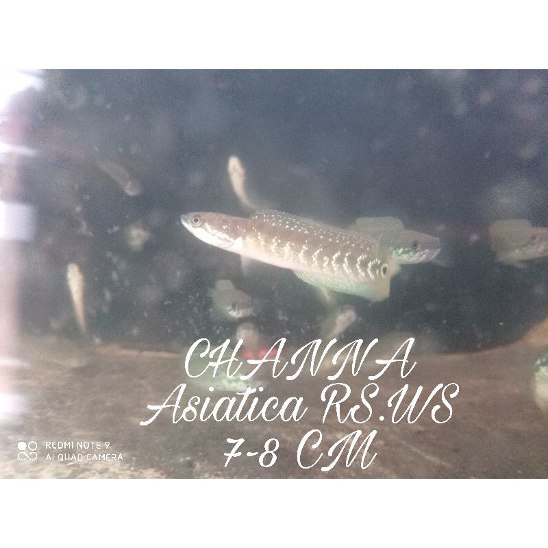 Channa asiatica rsws 7-8 cm