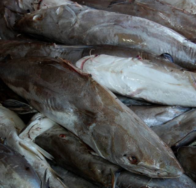 Kepala Ikan Jambal Manyung Beku Dan Segar Shopee Indonesia