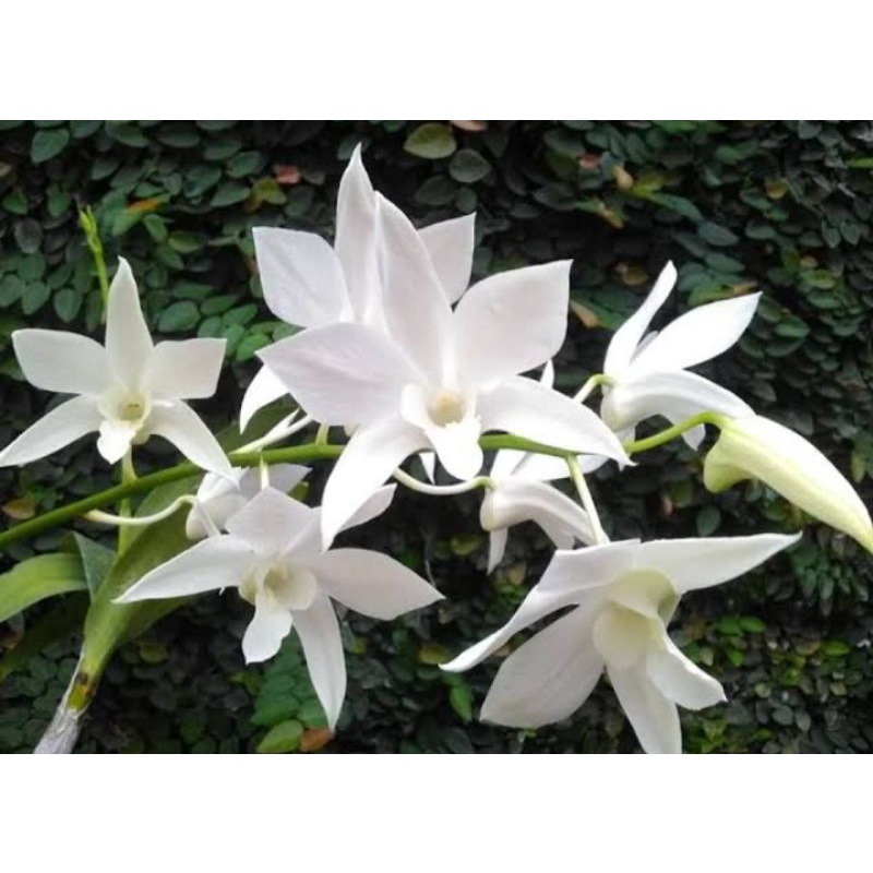 dendrobium white Grace