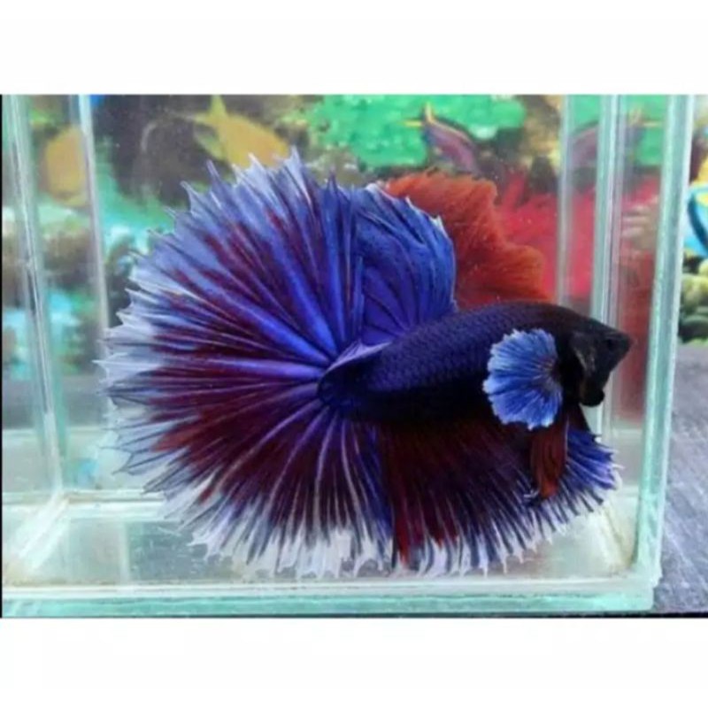 ikan cupang halfmoon big Aer jantan