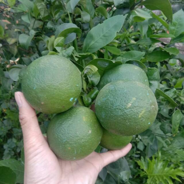 

Jeruk lemon carefornia 1 kg