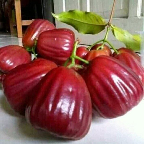 AF bibit jambu air king rose unggul | Tanaman buah jambu king rose