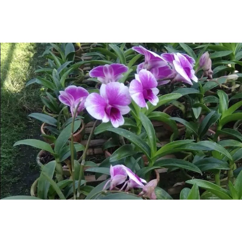 Dendrobium Sere Mini