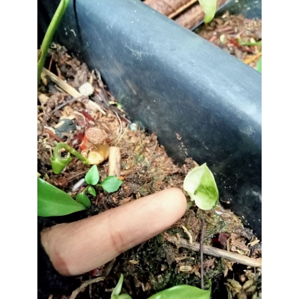 Tanaman Hias Monstera King Deliciosa Varigata *bibit/beby