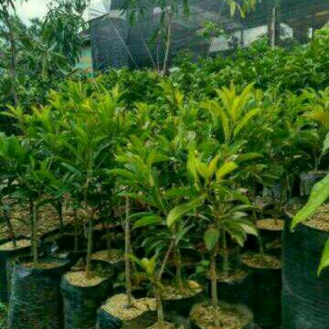 Bibit buah sawo malaysia CM 19