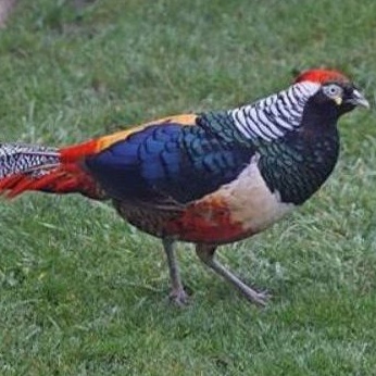telur ayam hias red lady Amherst Pheasant