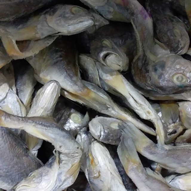 Ikan Kepala Batu asli medan 250gr