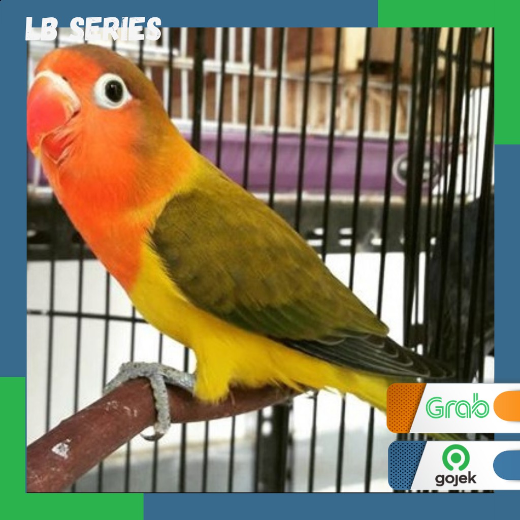 LoveBird Ewing Dark Green burung Lb Series